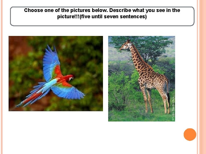 Choose one of the pictures below. Describe what you see in the picture!!!(five until