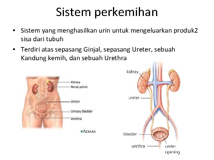 Sistem perkemihan • Sistem yang menghasilkan urin untuk mengeluarkan produk 2 sisa dari tubuh