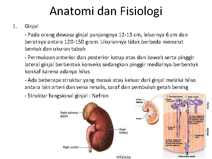 Anatomi dan Fisiologi 1. Ginjal - Pada orang dewasa ginjal panjangnya 12 -13 cm,