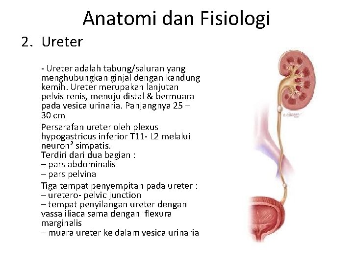 Anatomi dan Fisiologi 2. Ureter - Ureter adalah tabung/saluran yang menghubungkan ginjal dengan kandung