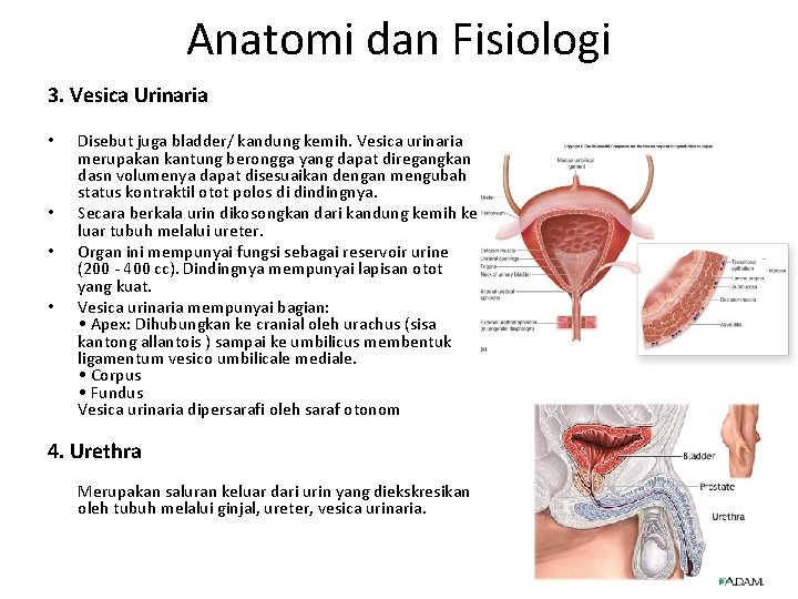 Anatomi dan Fisiologi 3. Vesica Urinaria • • Disebut juga bladder/ kandung kemih. Vesica