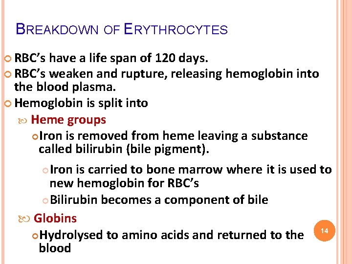 BREAKDOWN OF ERYTHROCYTES RBC’s have a life span of 120 days. RBC’s weaken and