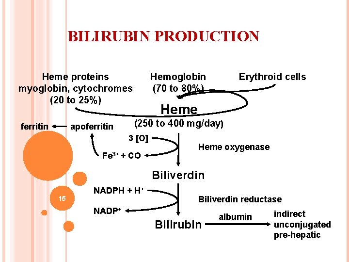 BILIRUBIN PRODUCTION Heme proteins myoglobin, cytochromes (20 to 25%) ferritin apoferritin Hemoglobin (70 to