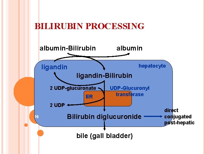 BILIRUBIN PROCESSING albumin-Bilirubin albumin hepatocyte ligandin-Bilirubin 2 UDP-glucuronate ER UDP-Glucuronyl transferase 2 UDP 16