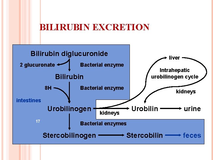 BILIRUBIN EXCRETION Bilirubin diglucuronide 2 glucuronate liver Bacterial enzyme Intrahepatic urobilinogen cycle Bilirubin 8