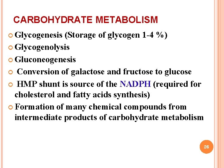 CARBOHYDRATE METABOLISM Glycogenesis (Storage of glycogen 1 -4 %) Glycogenolysis Gluconeogenesis Conversion of galactose