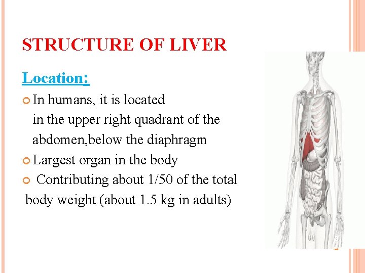 STRUCTURE OF LIVER Location: In humans, it is located in the upper right quadrant