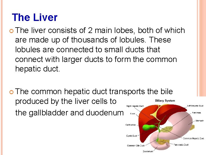 The Liver The liver consists of 2 main lobes, both of which are made