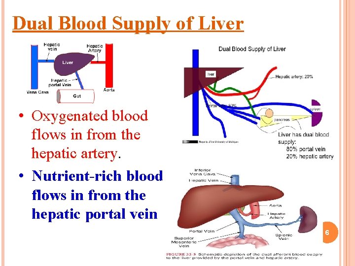 Dual Blood Supply of Liver • Oxygenated blood flows in from the hepatic artery