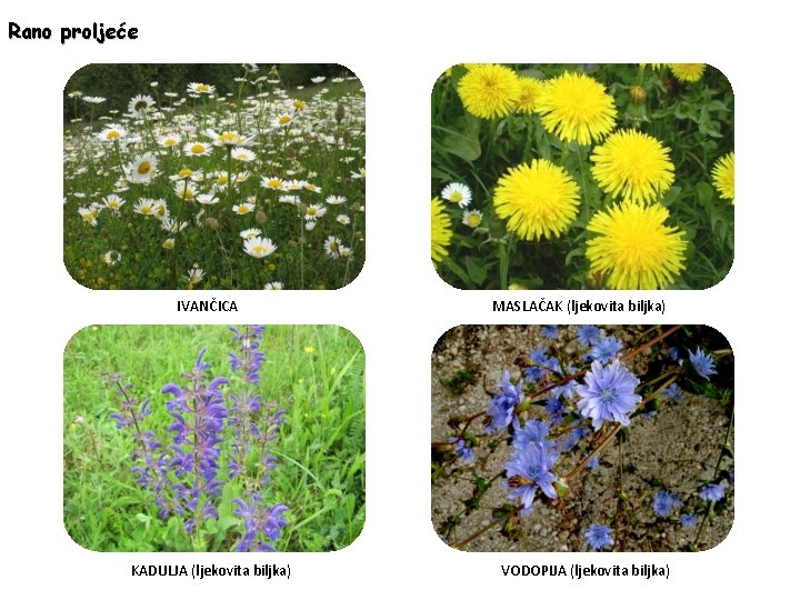 Rano proljeće IVANČICA KADULJA (ljekovita biljka) MASLAČAK (ljekovita biljka) VODOPIJA (ljekovita biljka) 
