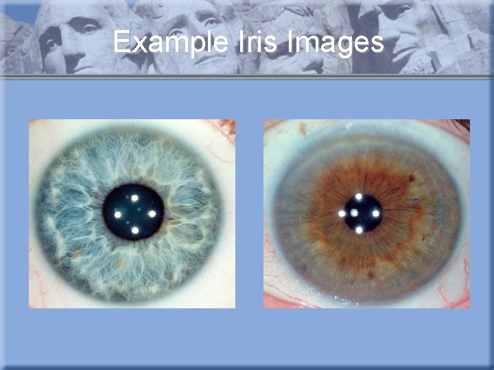 Example Iris Images 