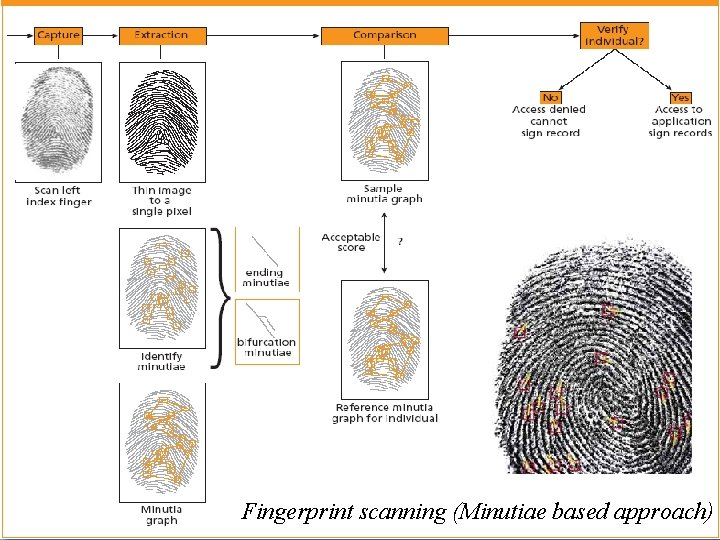 Fingerprint scanning (Minutiae based approach) 