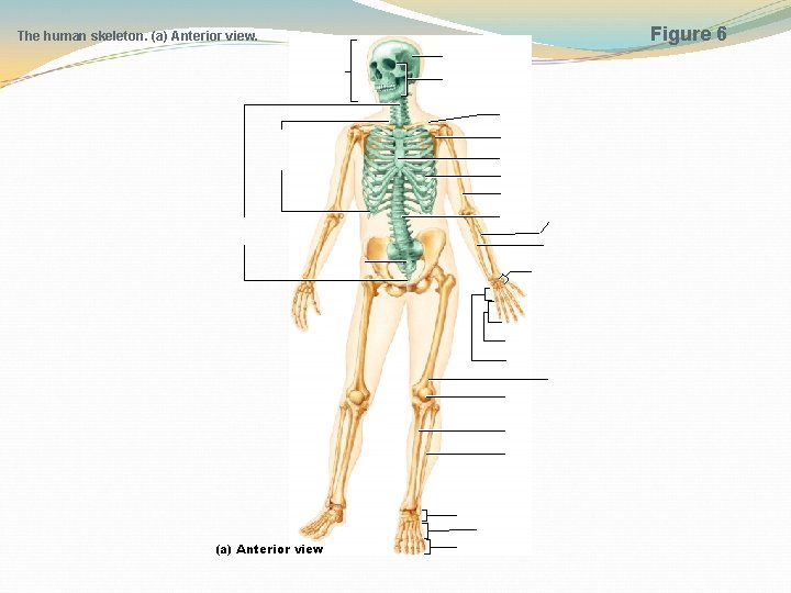 The human skeleton. (a) Anterior view Figure 6 