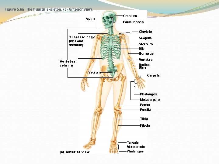 Figure 5. 6 a The human skeleton. (a) Anterior view. Skull Cranium Facial bones