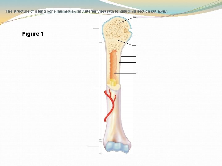  The structure of a long bone (humerus). (a) Anterior view with longitudinal section