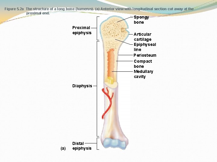 Figure 5. 2 a The structure of a long bone (humerus). (a) Anterior view