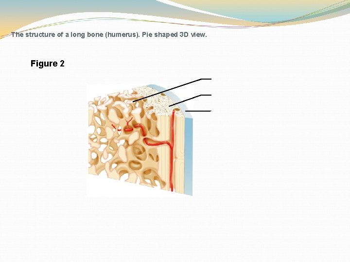  The structure of a long bone (humerus). Pie shaped 3 D view. Figure