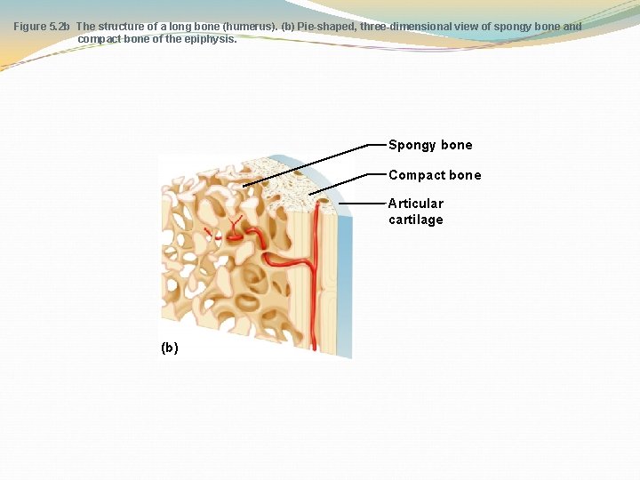 Figure 5. 2 b The structure of a long bone (humerus). (b) Pie-shaped, three-dimensional