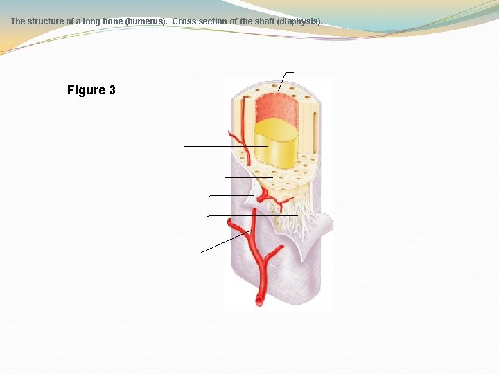 The structure of a long bone (humerus). Cross section of the shaft (diaphysis). Figure