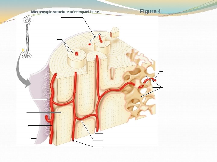 Microscopic structure of compact bone. Figure 4 