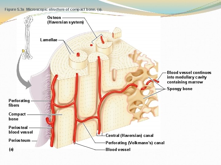 Figure 5. 3 a Microscopic structure of compact bone. (a). Osteon (Haversian system) Lamellae