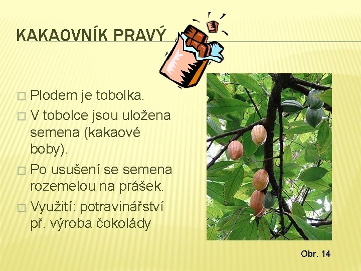 KAKAOVNÍK PRAVÝ Plodem je tobolka. � V tobolce jsou uložena semena (kakaové boby). �
