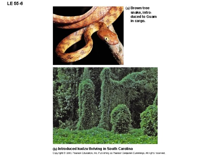 LE 55 -6 Brown tree snake, introduced to Guam in cargo. Introduced kudzu thriving