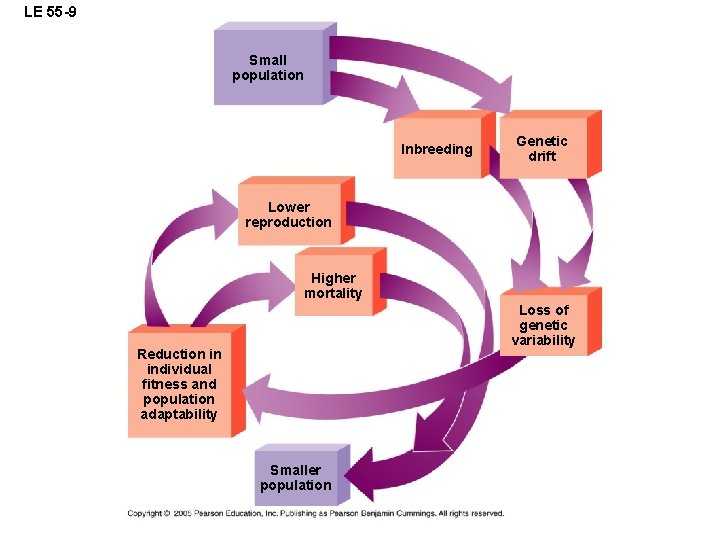 LE 55 -9 Small population Inbreeding Genetic drift Lower reproduction Higher mortality Loss of