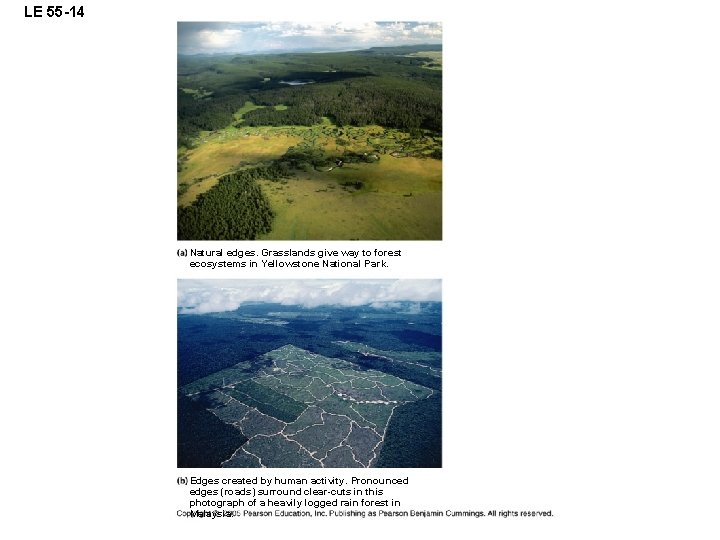 LE 55 -14 Natural edges. Grasslands give way to forest ecosystems in Yellowstone National