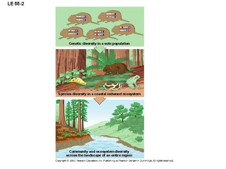 LE 55 -2 Genetic diversity in a vole population Species diversity in a coastal