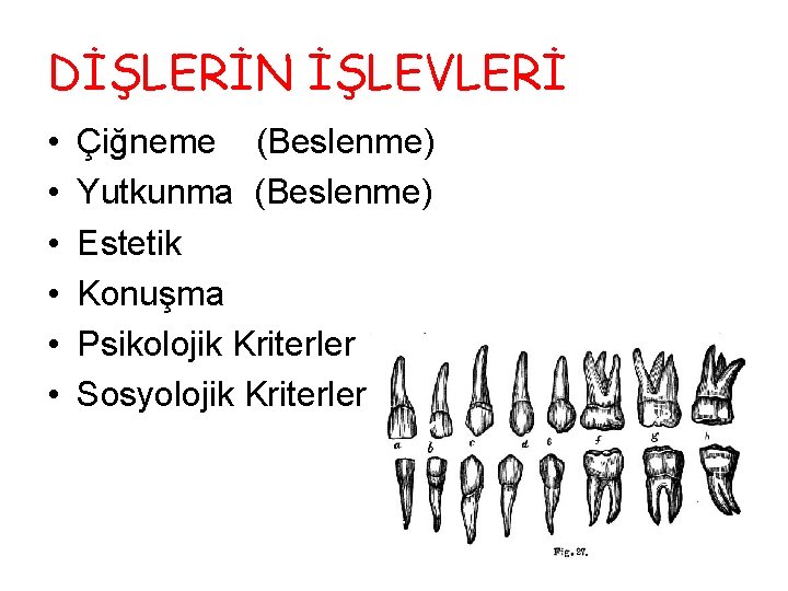 DİŞLERİN İŞLEVLERİ • • • Çiğneme (Beslenme) Yutkunma (Beslenme) Estetik Konuşma Psikolojik Kriterler Sosyolojik DİŞLERİN İŞLEVLERİ • • • Çiğneme (Beslenme) Yutkunma (Beslenme) Estetik Konuşma Psikolojik Kriterler Sosyolojik