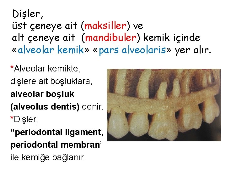 Dişler, üst çeneye ait (maksiller) ve alt çeneye ait (mandibuler) kemik içinde «alveolar kemik» Dişler, üst çeneye ait (maksiller) ve alt çeneye ait (mandibuler) kemik içinde «alveolar kemik»