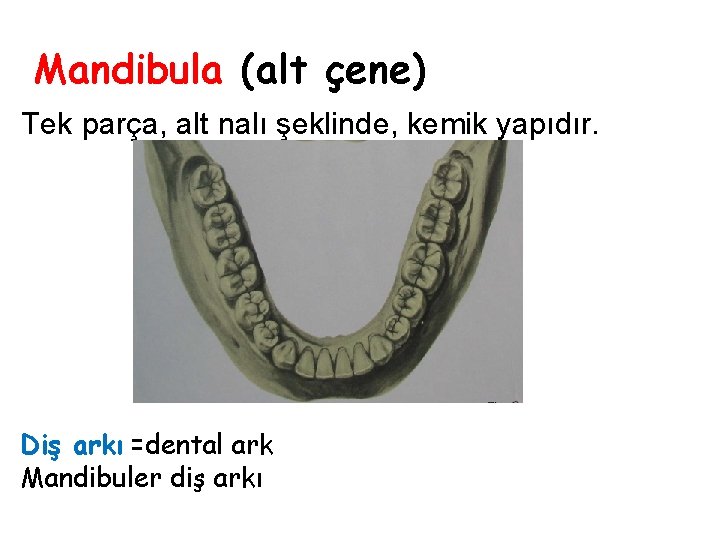Mandibula (alt çene) Tek parça, alt nalı şeklinde, kemik yapıdır. Diş arkı =dental ark Mandibula (alt çene) Tek parça, alt nalı şeklinde, kemik yapıdır. Diş arkı =dental ark