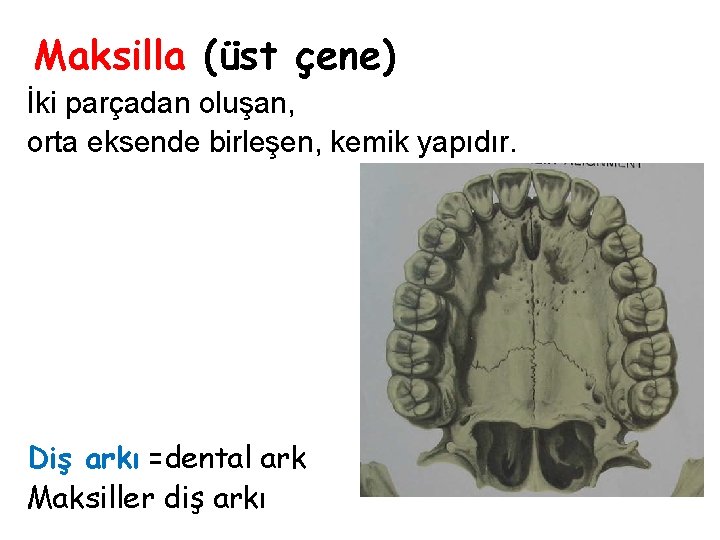 Maksilla (üst çene) İki parçadan oluşan, orta eksende birleşen, kemik yapıdır. Diş arkı =dental Maksilla (üst çene) İki parçadan oluşan, orta eksende birleşen, kemik yapıdır. Diş arkı =dental