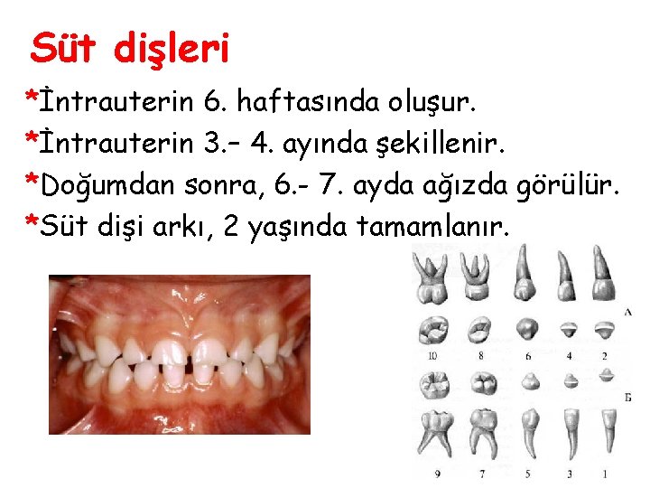 Süt dişleri *İntrauterin 6. haftasında oluşur. *İntrauterin 3. – 4. ayında şekillenir. *Doğumdan sonra, Süt dişleri *İntrauterin 6. haftasında oluşur. *İntrauterin 3. – 4. ayında şekillenir. *Doğumdan sonra,