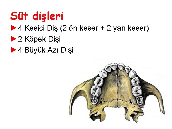 Süt dişleri ► 4 Kesici Diş (2 ön keser + 2 yan keser) ► Süt dişleri ► 4 Kesici Diş (2 ön keser + 2 yan keser) ►