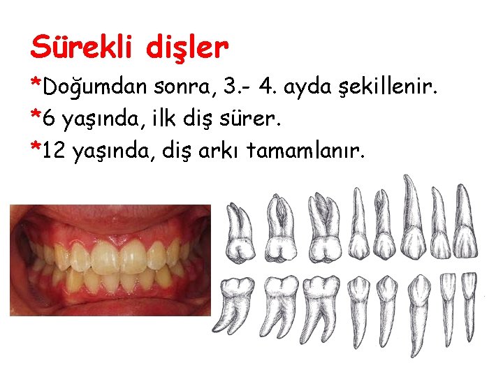 Sürekli dişler *Doğumdan sonra, 3. - 4. ayda şekillenir. *6 yaşında, ilk diş sürer. Sürekli dişler *Doğumdan sonra, 3. - 4. ayda şekillenir. *6 yaşında, ilk diş sürer.