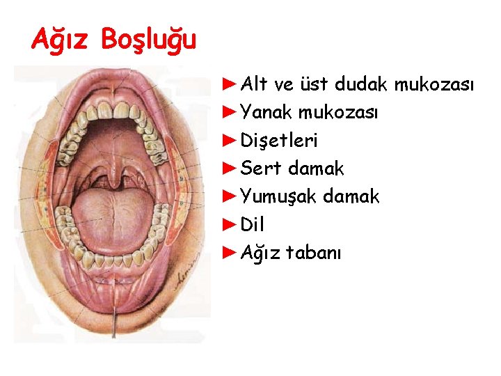 Ağız Boşluğu ►Alt ve üst dudak mukozası ►Yanak mukozası ►Dişetleri ►Sert damak ►Yumuşak damak Ağız Boşluğu ►Alt ve üst dudak mukozası ►Yanak mukozası ►Dişetleri ►Sert damak ►Yumuşak damak