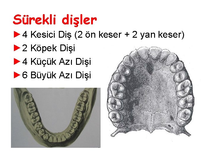 Sürekli dişler ► 4 Kesici Diş (2 ön keser + 2 yan keser) ► Sürekli dişler ► 4 Kesici Diş (2 ön keser + 2 yan keser) ►