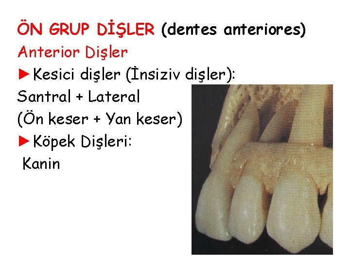 ÖN GRUP DİŞLER (dentes anteriores) Anterior Dişler ►Kesici dişler (İnsiziv dişler): Santral + Lateral ÖN GRUP DİŞLER (dentes anteriores) Anterior Dişler ►Kesici dişler (İnsiziv dişler): Santral + Lateral