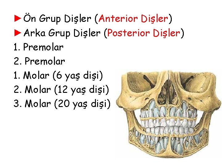 ►Ön Grup Dişler (Anterior Dişler) ►Arka Grup Dişler (Posterior Dişler) 1. Premolar 2. Premolar ►Ön Grup Dişler (Anterior Dişler) ►Arka Grup Dişler (Posterior Dişler) 1. Premolar 2. Premolar