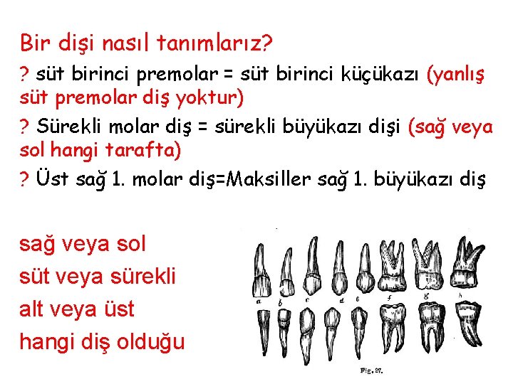 Bir dişi nasıl tanımlarız? ? süt birinci premolar = süt birinci küçükazı (yanlış süt Bir dişi nasıl tanımlarız? ? süt birinci premolar = süt birinci küçükazı (yanlış süt