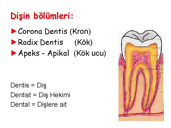 Dişin bölümleri: ►Corona Dentis (Kron) ►Radix Dentis (Kök) ►Apeks - Apikal (Kök ucu) Dentis Dişin bölümleri: ►Corona Dentis (Kron) ►Radix Dentis (Kök) ►Apeks - Apikal (Kök ucu) Dentis