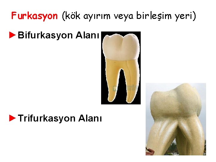 Furkasyon (kök ayırım veya birleşim yeri) ►Bifurkasyon Alanı ►Trifurkasyon Alanı Furkasyon (kök ayırım veya birleşim yeri) ►Bifurkasyon Alanı ►Trifurkasyon Alanı