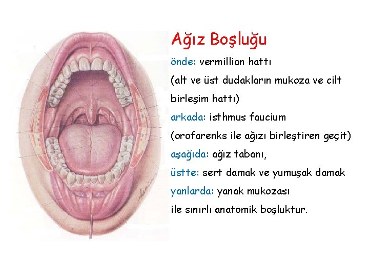 Ağız Boşluğu önde: vermillion hattı (alt ve üst dudakların mukoza ve cilt birleşim hattı) Ağız Boşluğu önde: vermillion hattı (alt ve üst dudakların mukoza ve cilt birleşim hattı)