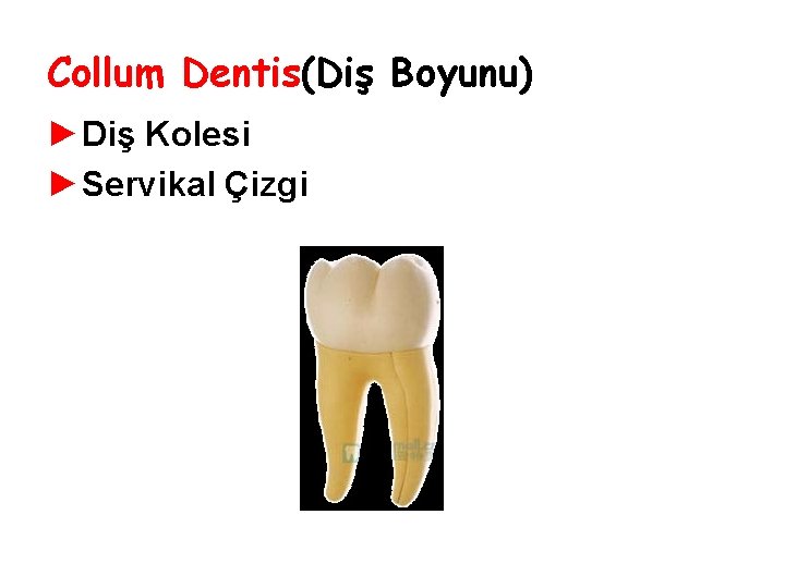 Collum Dentis(Diş Boyunu) ►Diş Kolesi ►Servikal Çizgi Collum Dentis(Diş Boyunu) ►Diş Kolesi ►Servikal Çizgi