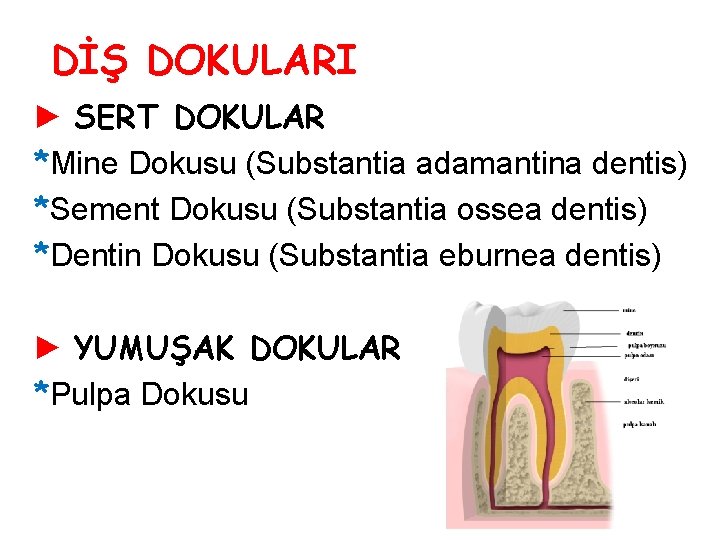 DİŞ DOKULARI ► SERT DOKULAR *Mine Dokusu (Substantia adamantina dentis) *Sement Dokusu (Substantia ossea DİŞ DOKULARI ► SERT DOKULAR *Mine Dokusu (Substantia adamantina dentis) *Sement Dokusu (Substantia ossea