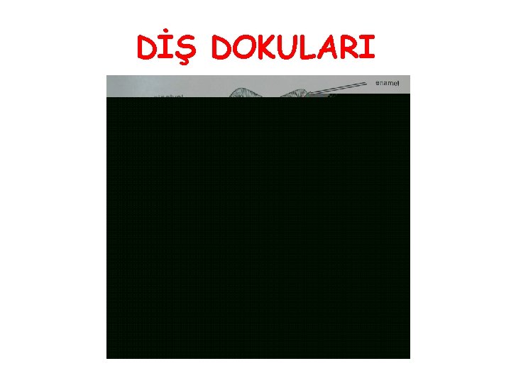 DİŞ DOKULARI DİŞ DOKULARI