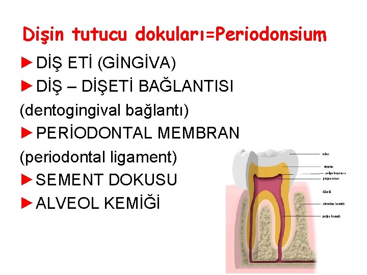 Dişin tutucu dokuları=Periodonsium ►DİŞ ETİ (GİNGİVA) ►DİŞ – DİŞETİ BAĞLANTISI (dentogingival bağlantı) ►PERİODONTAL MEMBRAN Dişin tutucu dokuları=Periodonsium ►DİŞ ETİ (GİNGİVA) ►DİŞ – DİŞETİ BAĞLANTISI (dentogingival bağlantı) ►PERİODONTAL MEMBRAN