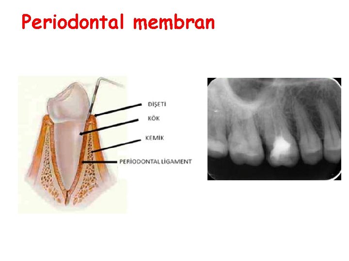 Periodontal membran Periodontal membran